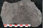 Foto (Detailansicht) von Diplothmema andraeanum Roehl (NHMW-GEO-2024-0188-10934)